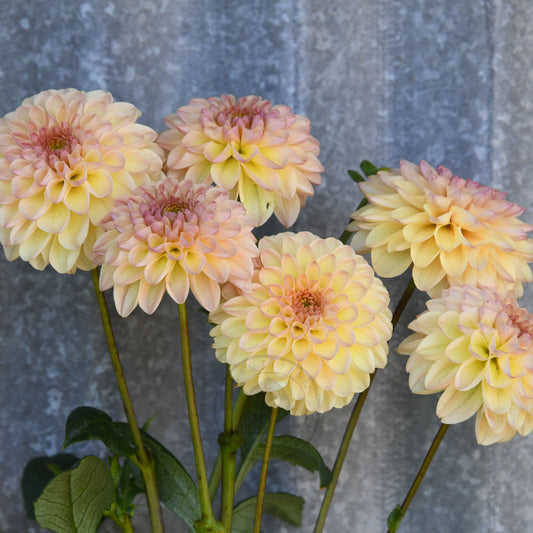 Dahlia 'Florelie Toffee'