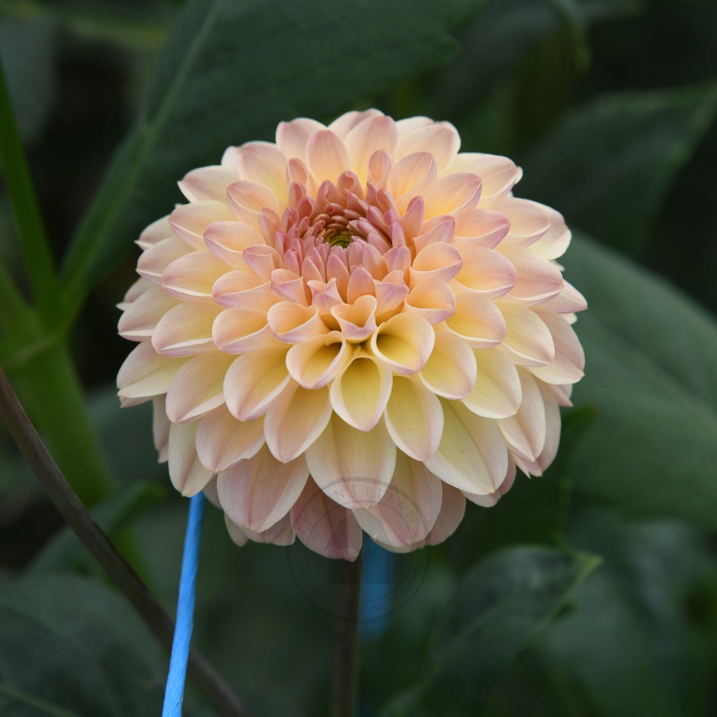 Dahlia 'Florelie Toffee'