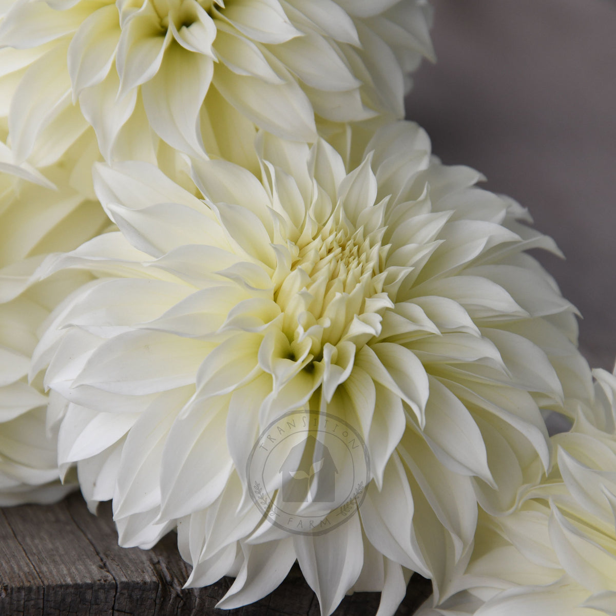 Dahlia 'Florelie Whipped Cream'