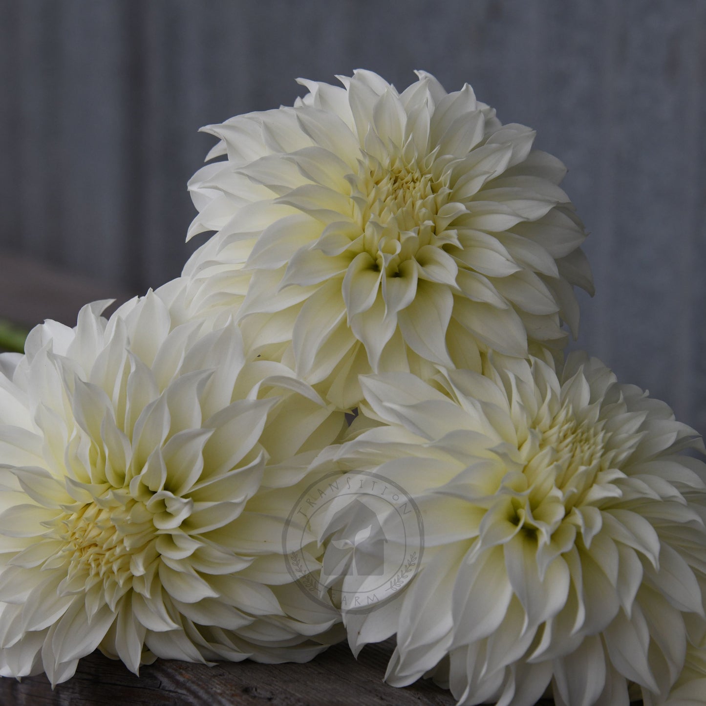 Dahlia 'Florelie Whipped Cream'