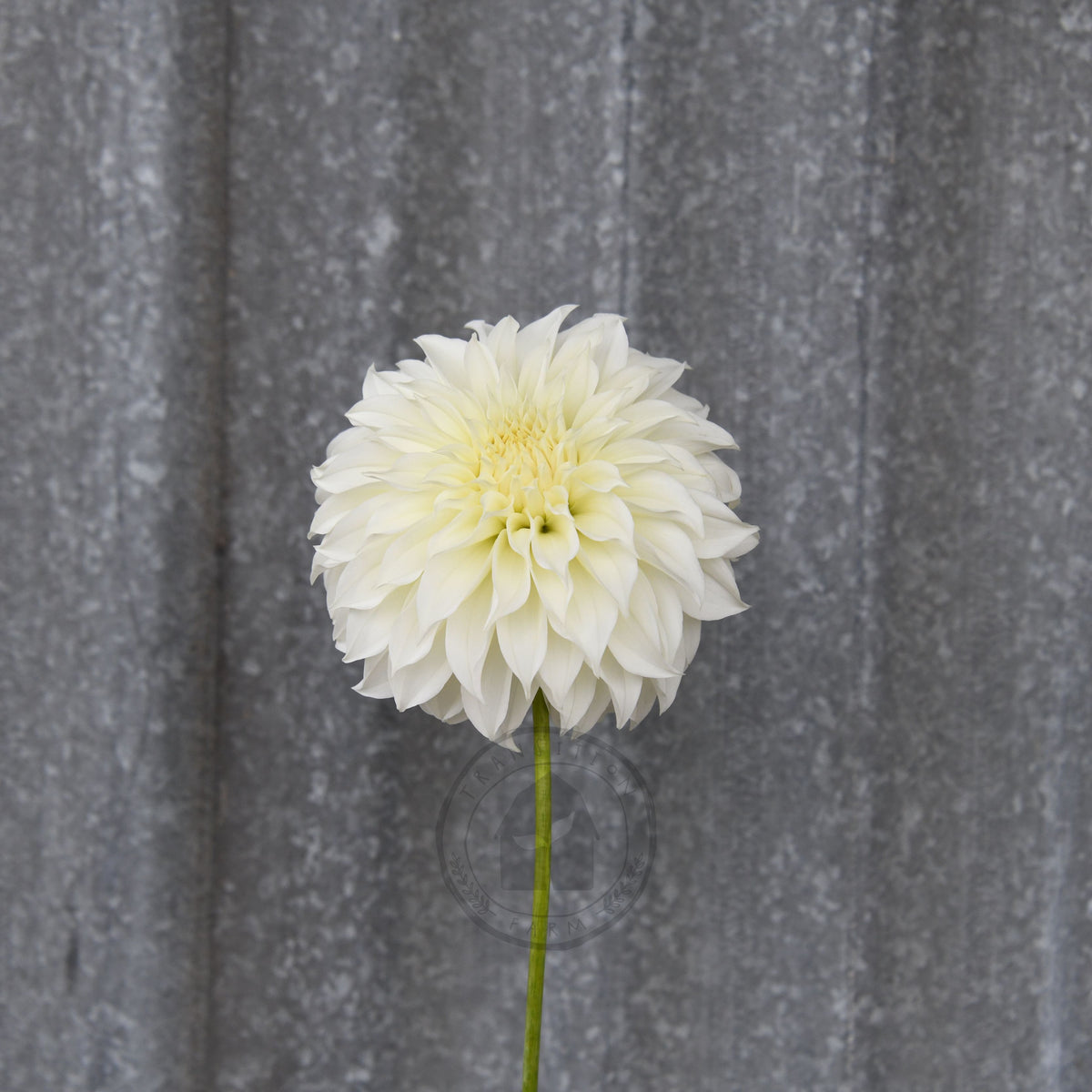 Dahlia 'Florelie Whipped Cream'