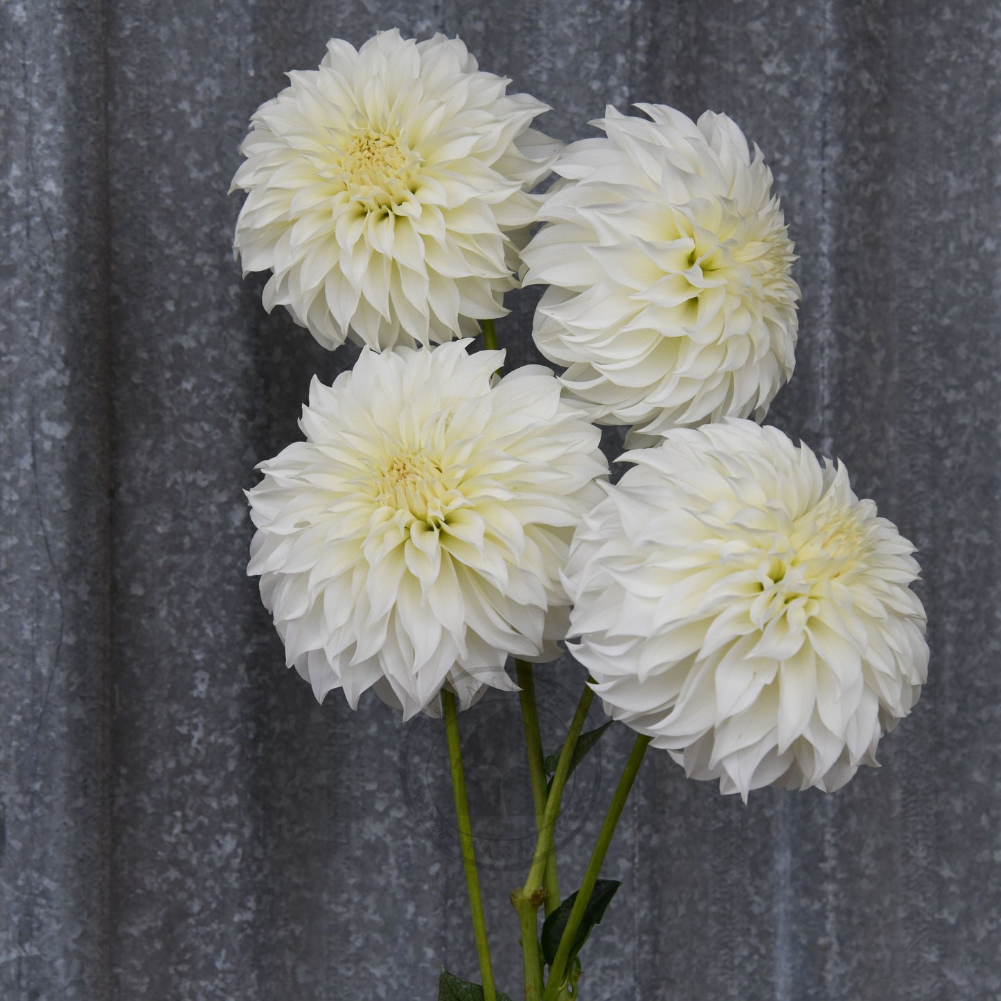 Dahlia 'Florelie Whipped Cream'