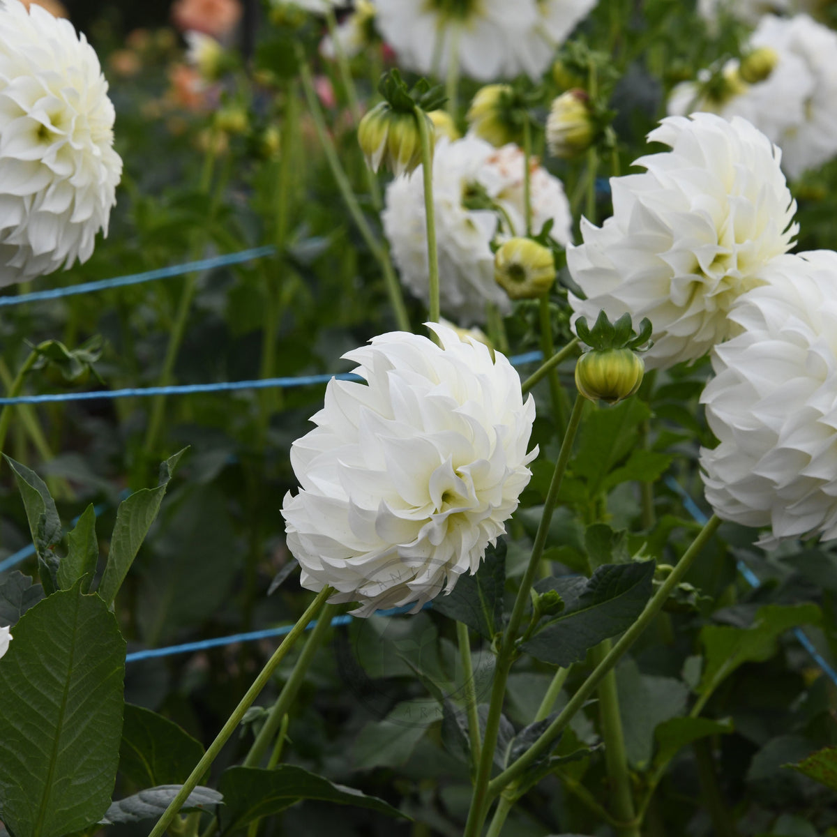 Dahlia 'Florelie Whipped Cream'