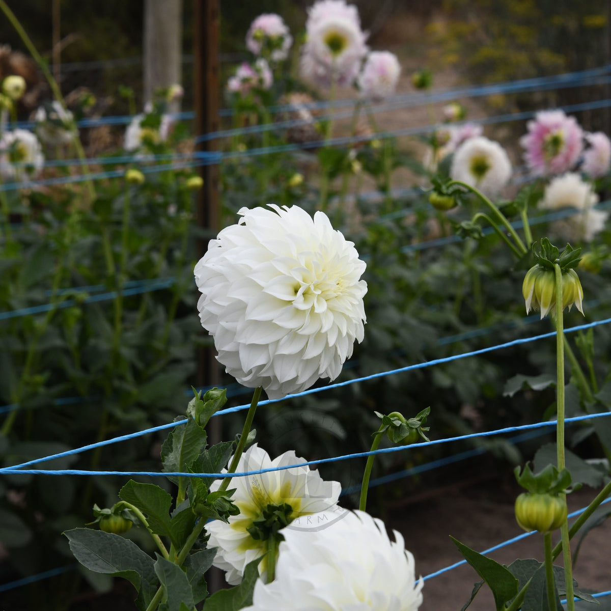 Dahlia 'Florelie Whipped Cream'