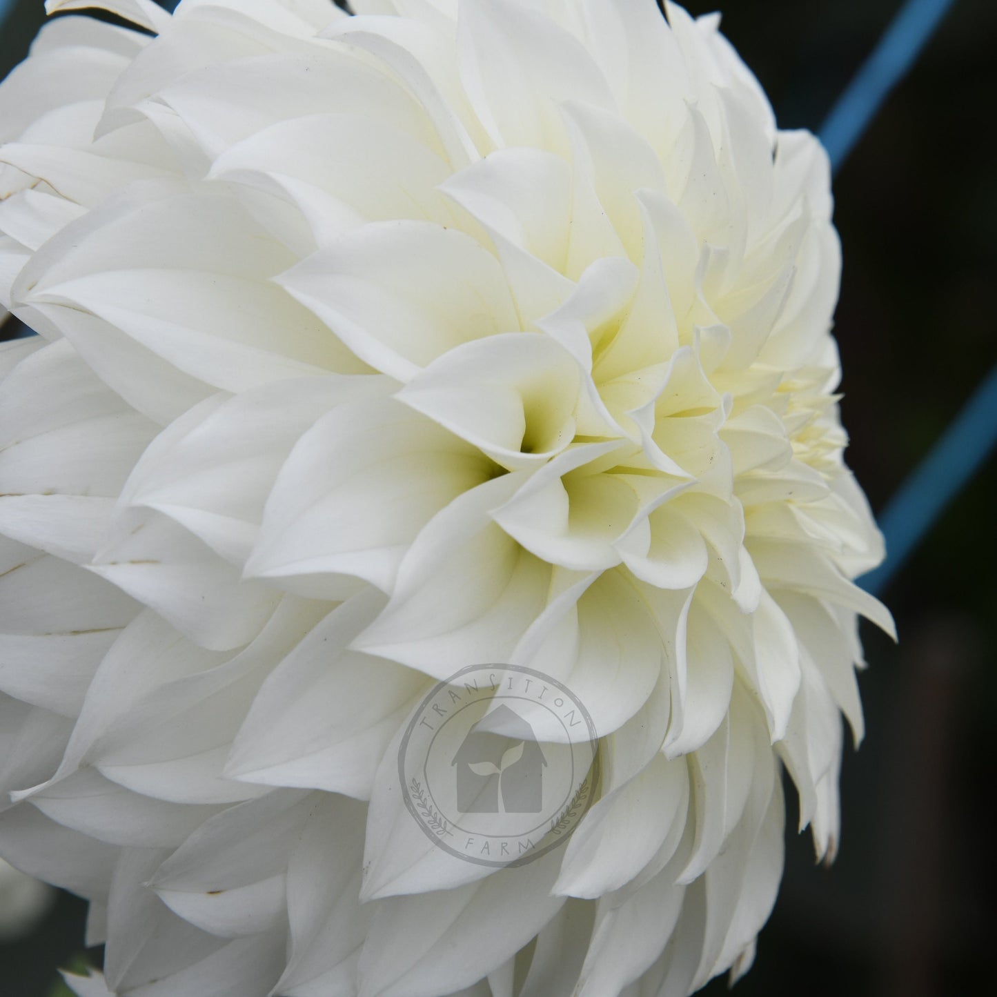 Dahlia 'Florelie Whipped Cream'