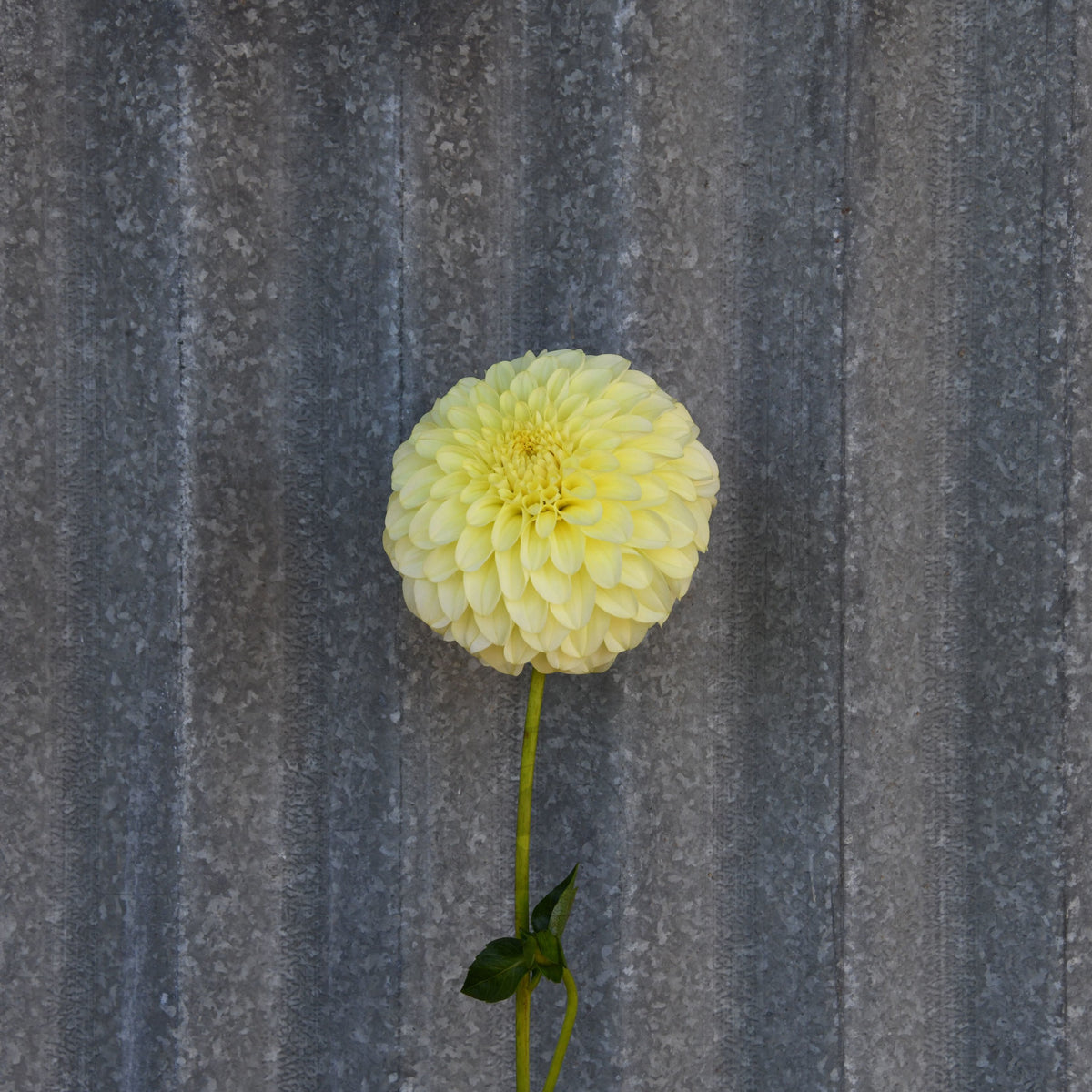 Dahlia 'Florelie Winter Sunshine'