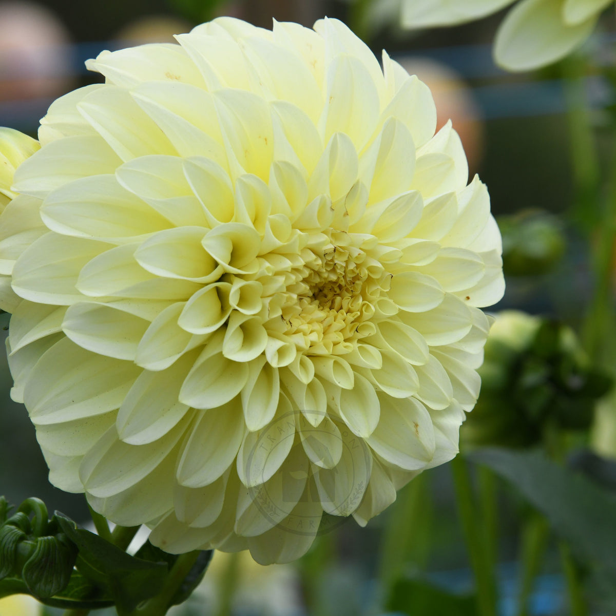 Dahlia 'Florelie Winter Sunshine'