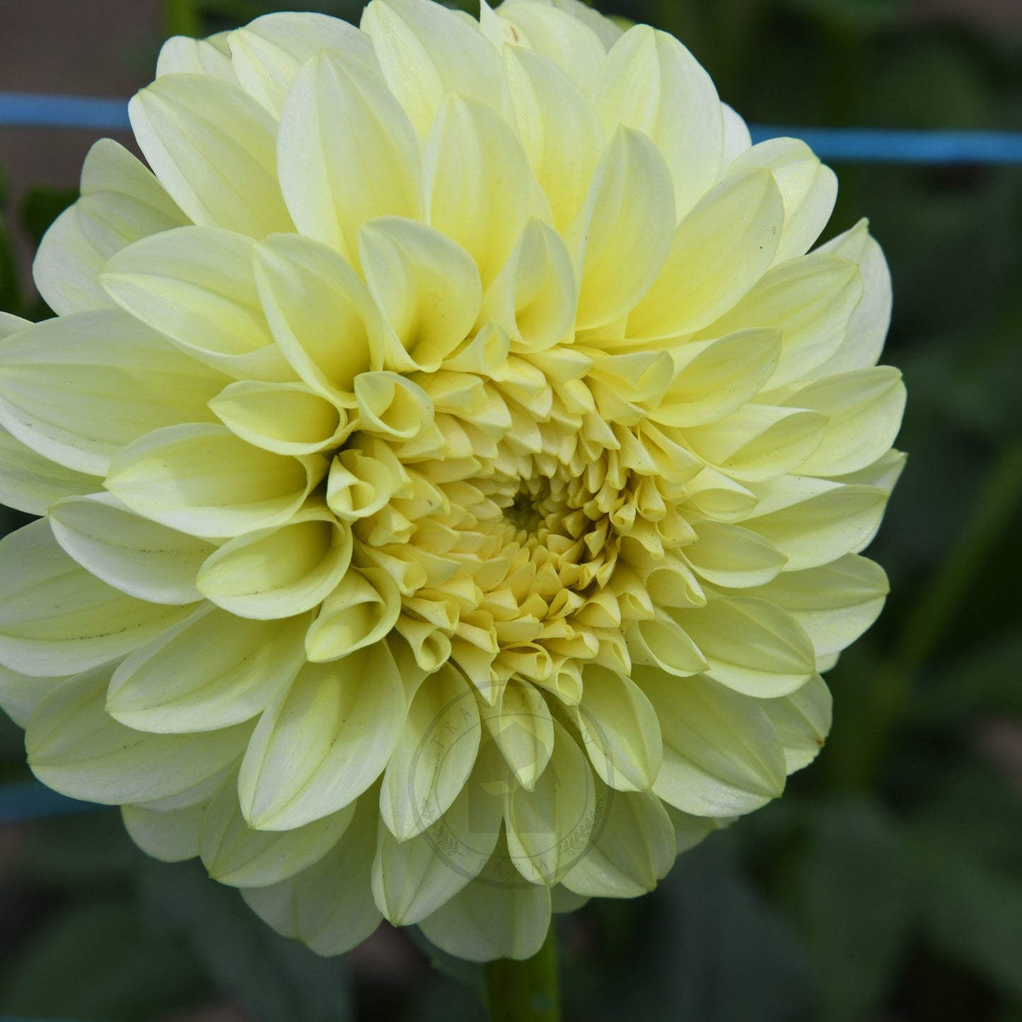 Dahlia 'Florelie Winter Sunshine'