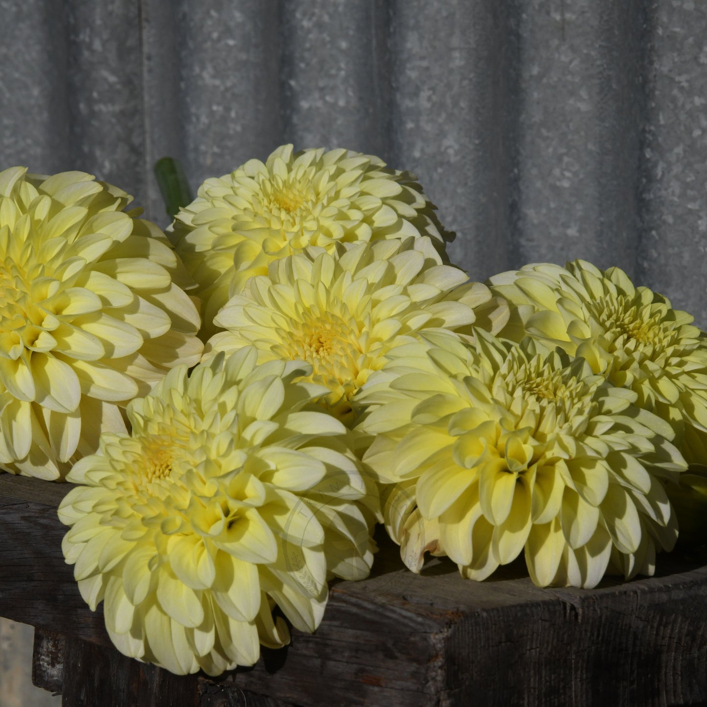 Dahlia 'Florelie Winter Sunshine'