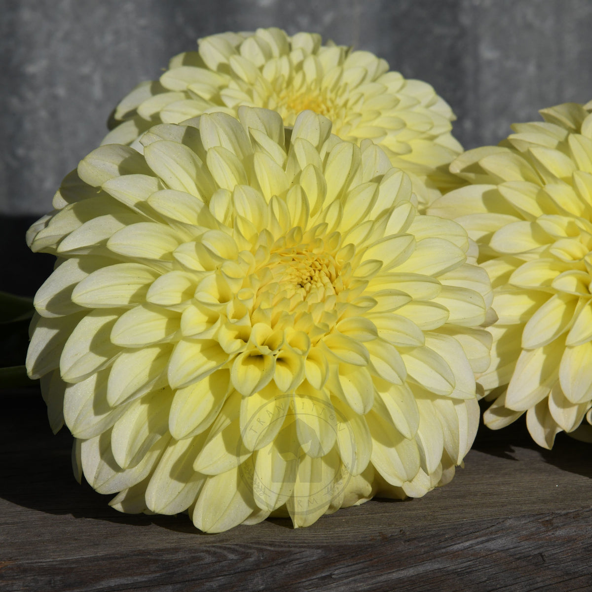 Dahlia 'Florelie Winter Sunshine'