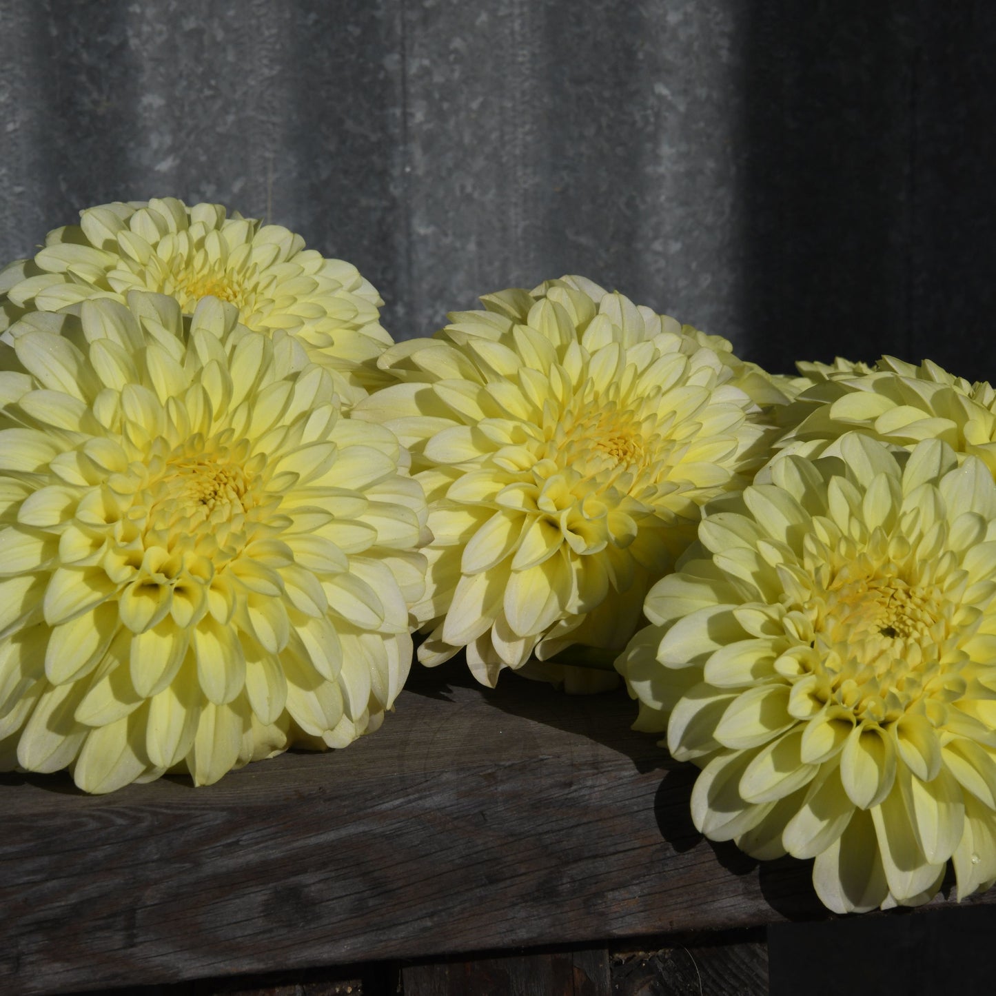 Dahlia 'Florelie Winter Sunshine'