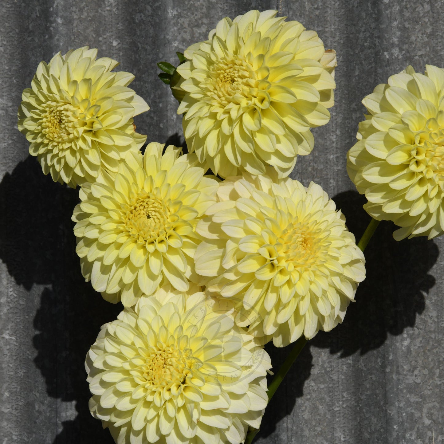 Dahlia 'Florelie Winter Sunshine'