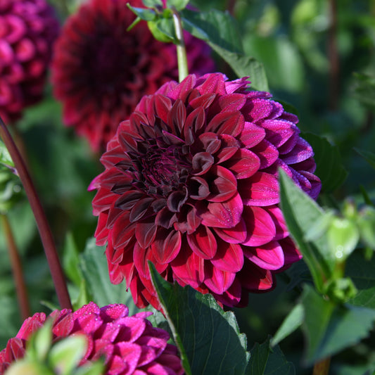 Dahlia 'Florelie Bordeaux'
