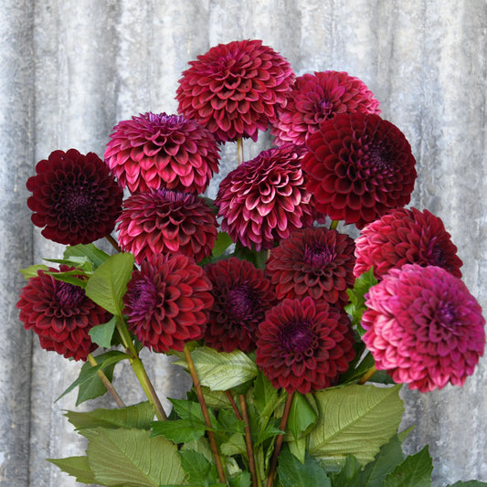 Dahlia 'Florelie Bordeaux'