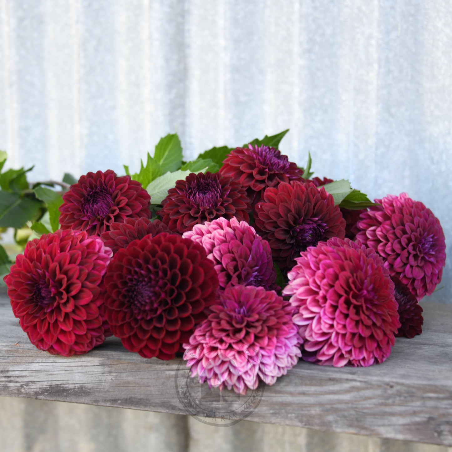 Dahlia 'Florelie Bordeaux'