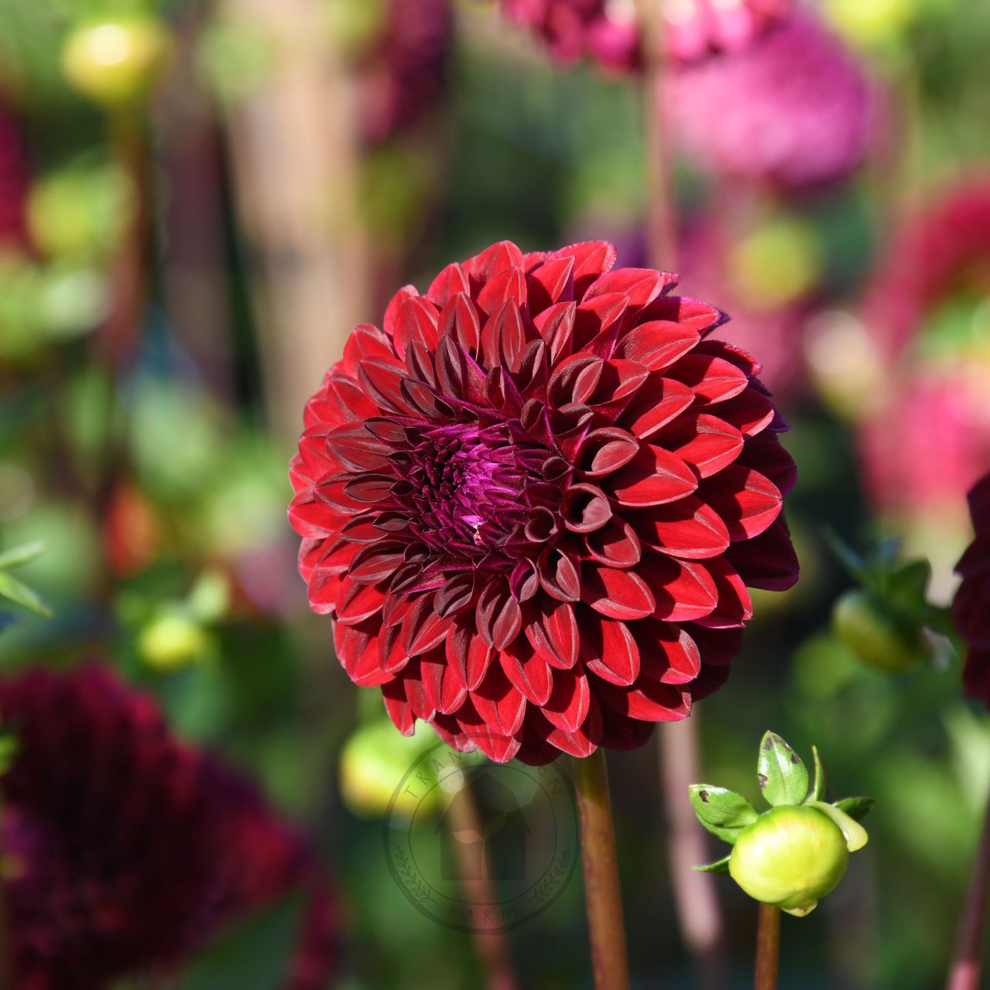 Dahlia 'Florelie Bordeaux'