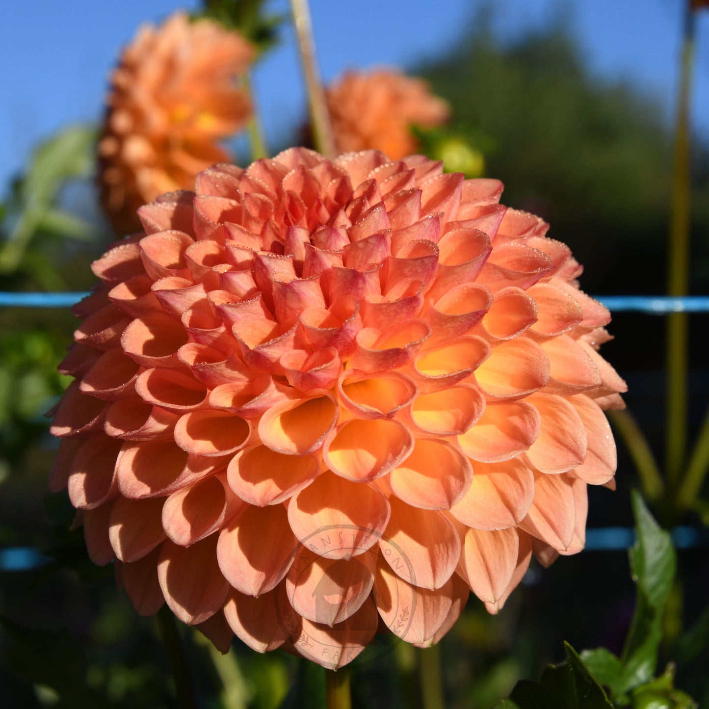 Dahlia 'Formby Crest'