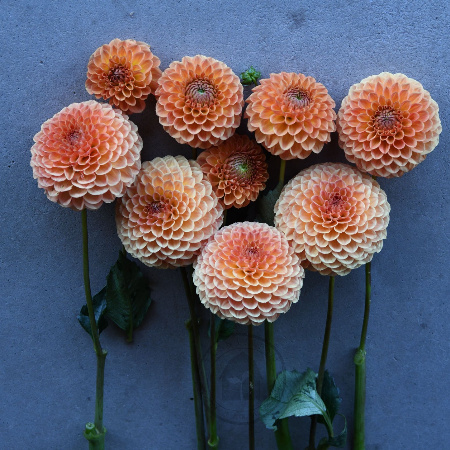 Dahlia 'Formby Crest'