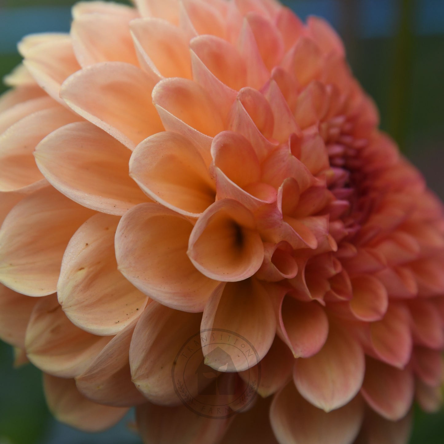 Dahlia 'Formby Crest'