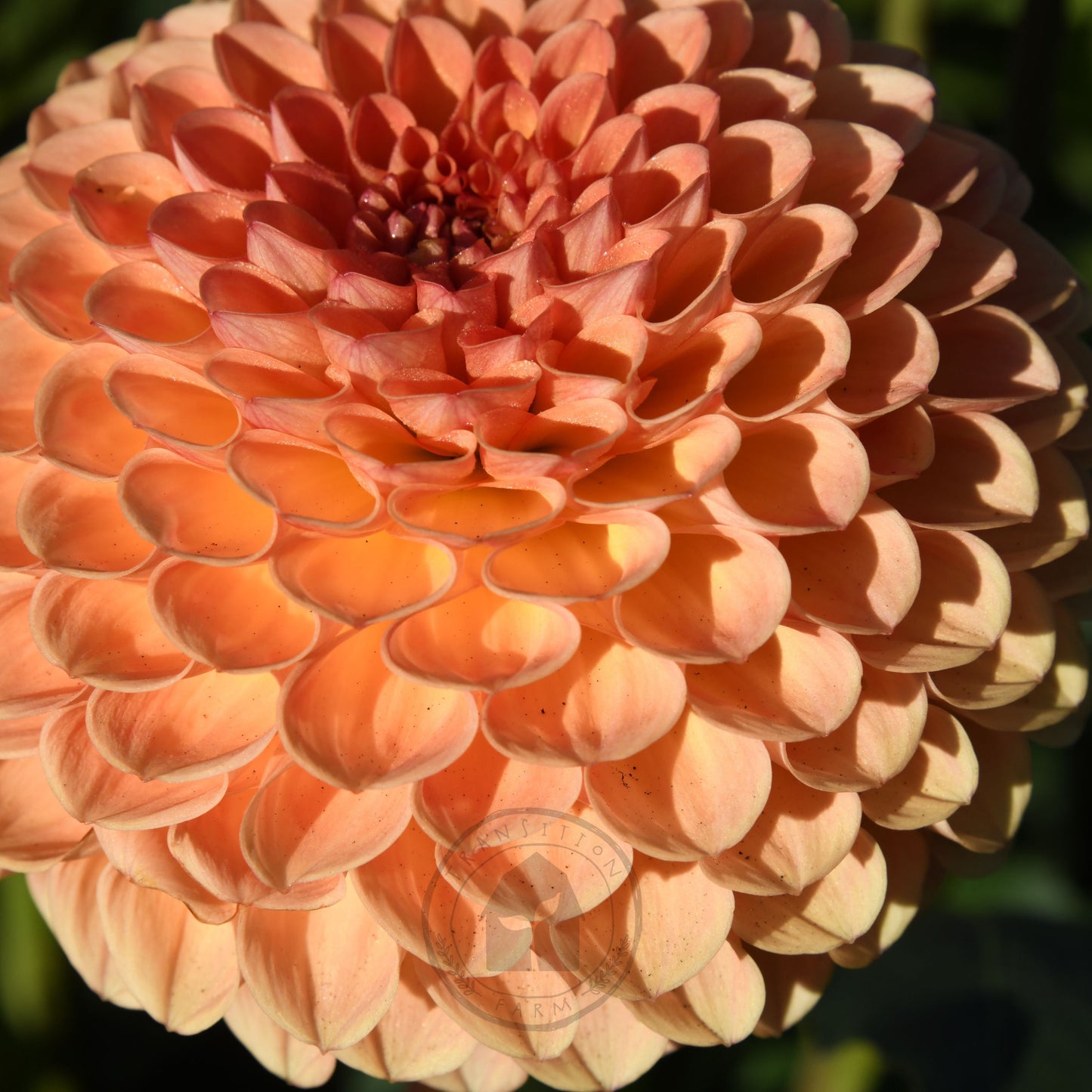 Dahlia 'Formby Crest'