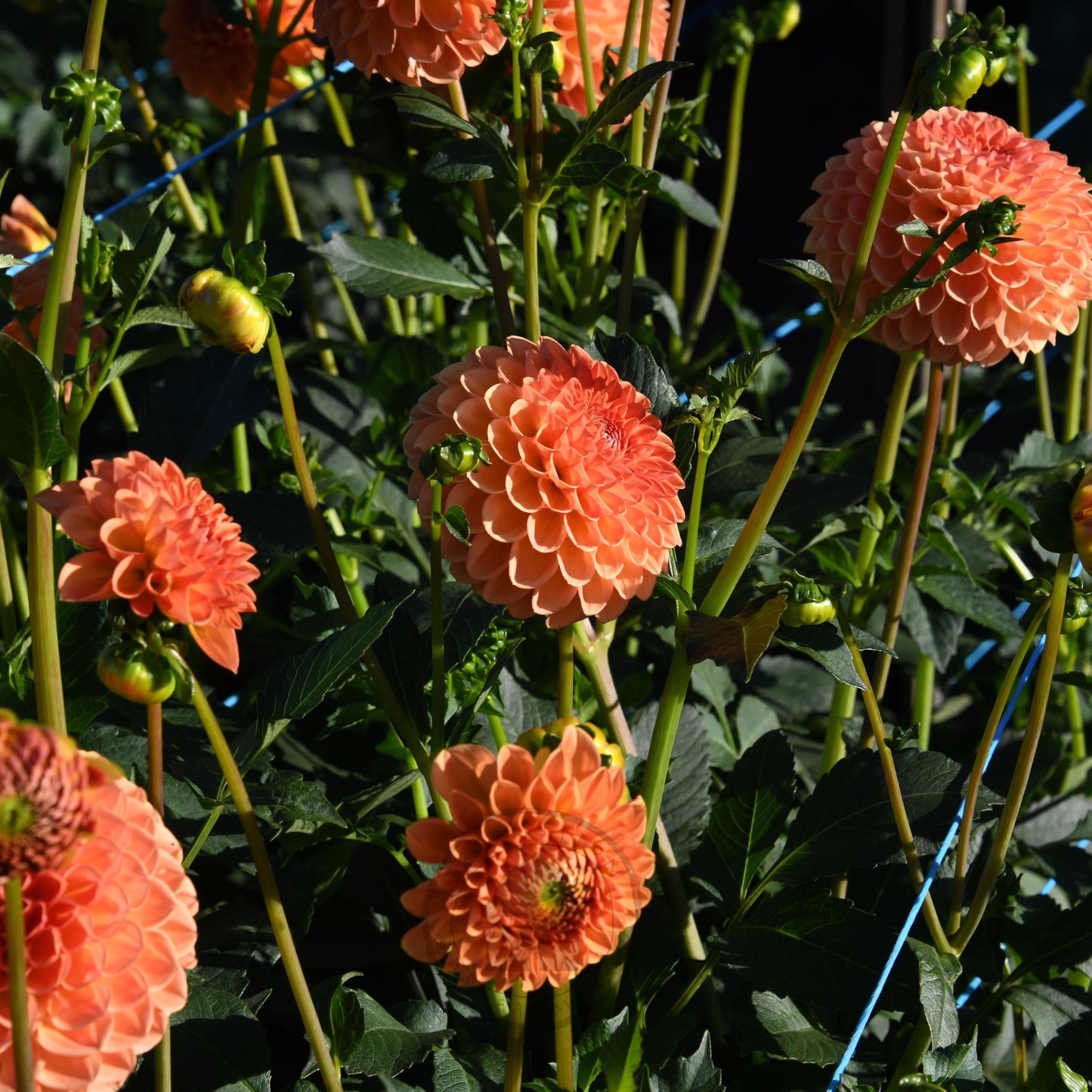 Dahlia 'Formby Crest'
