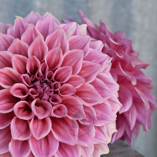 Dahlia 'Formby Duke'