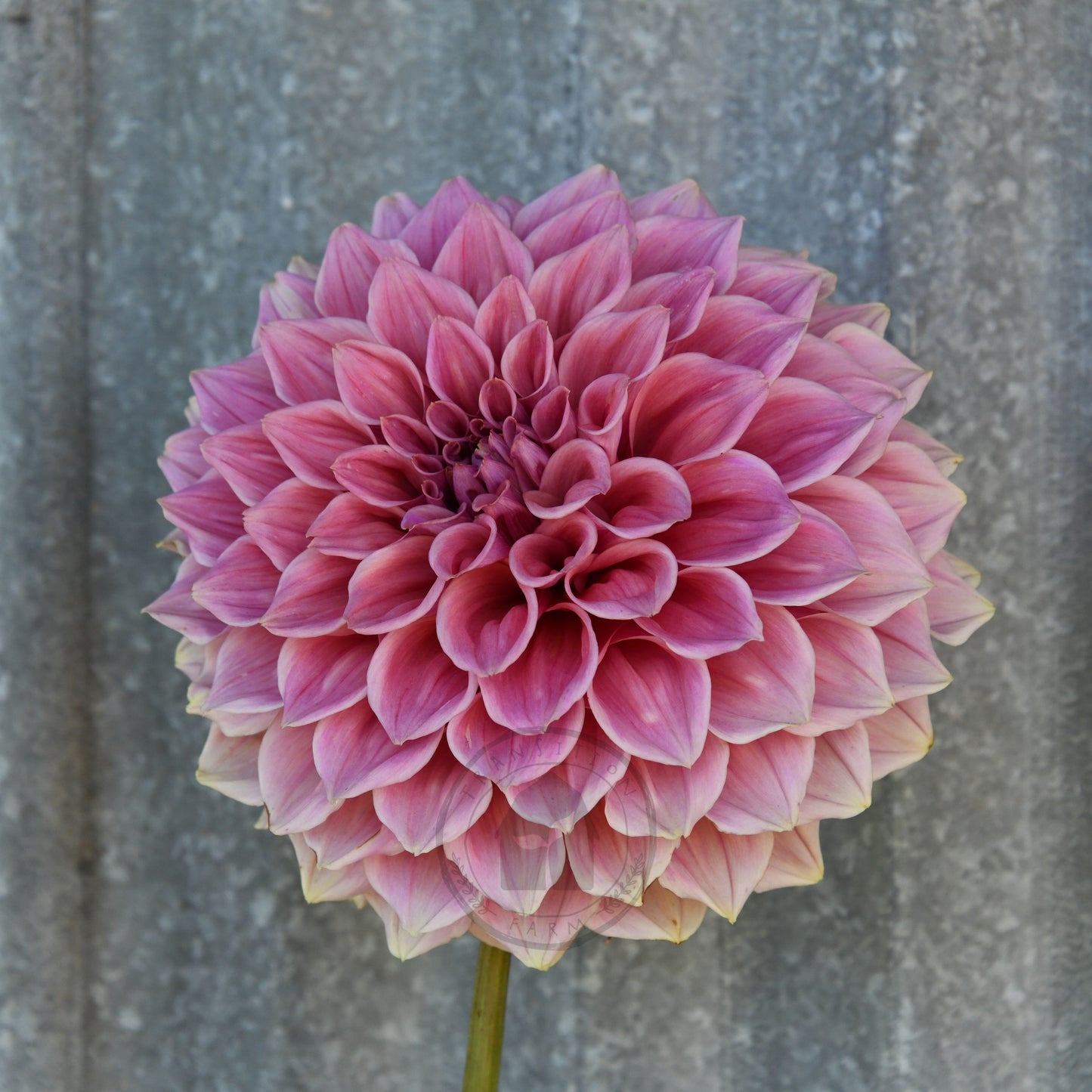 Dahlia 'Formby Duke'