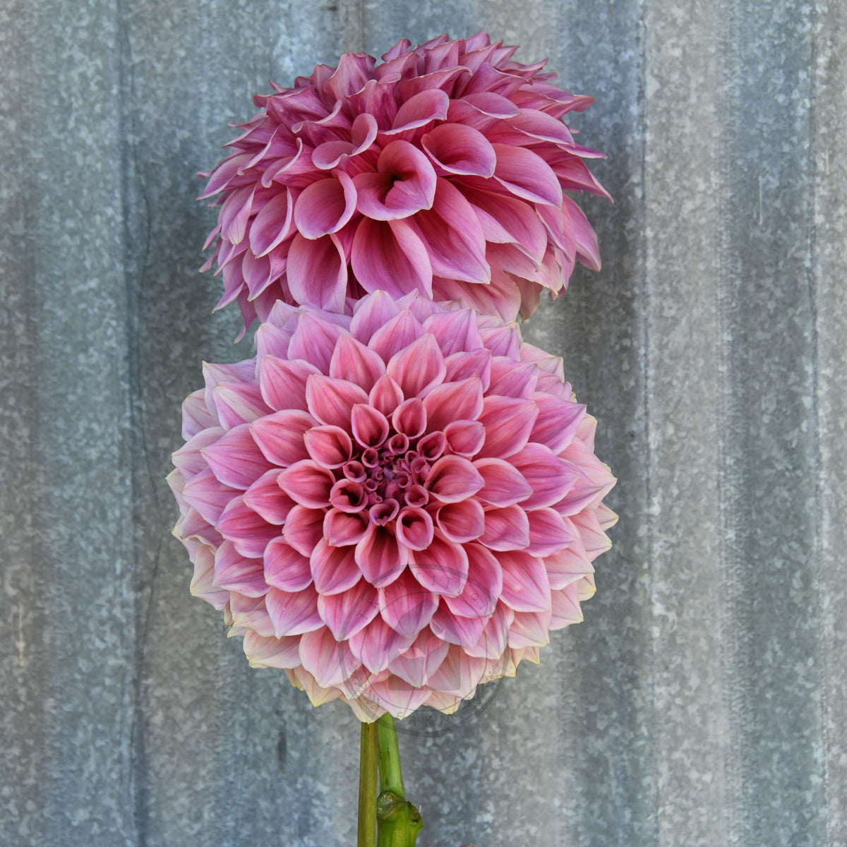 Dahlia 'Formby Duke'