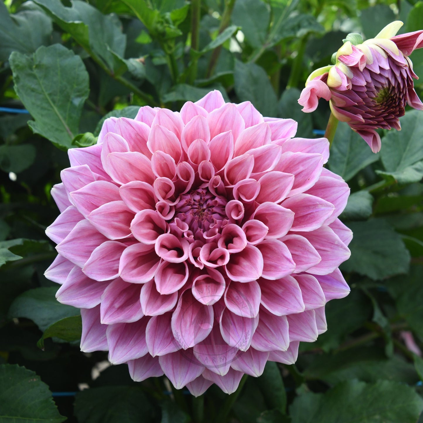 Dahlia 'Formby Duke'