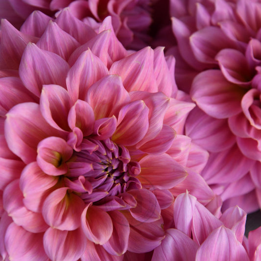 Dahlia 'Formby Monarch'