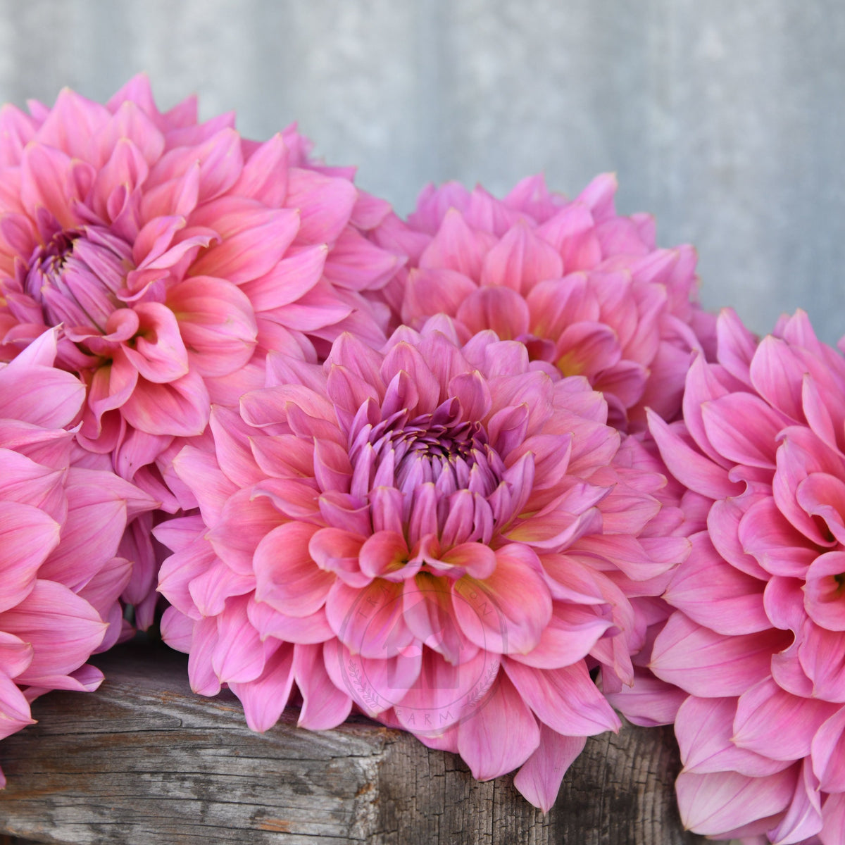 Dahlia 'Formby Monarch'