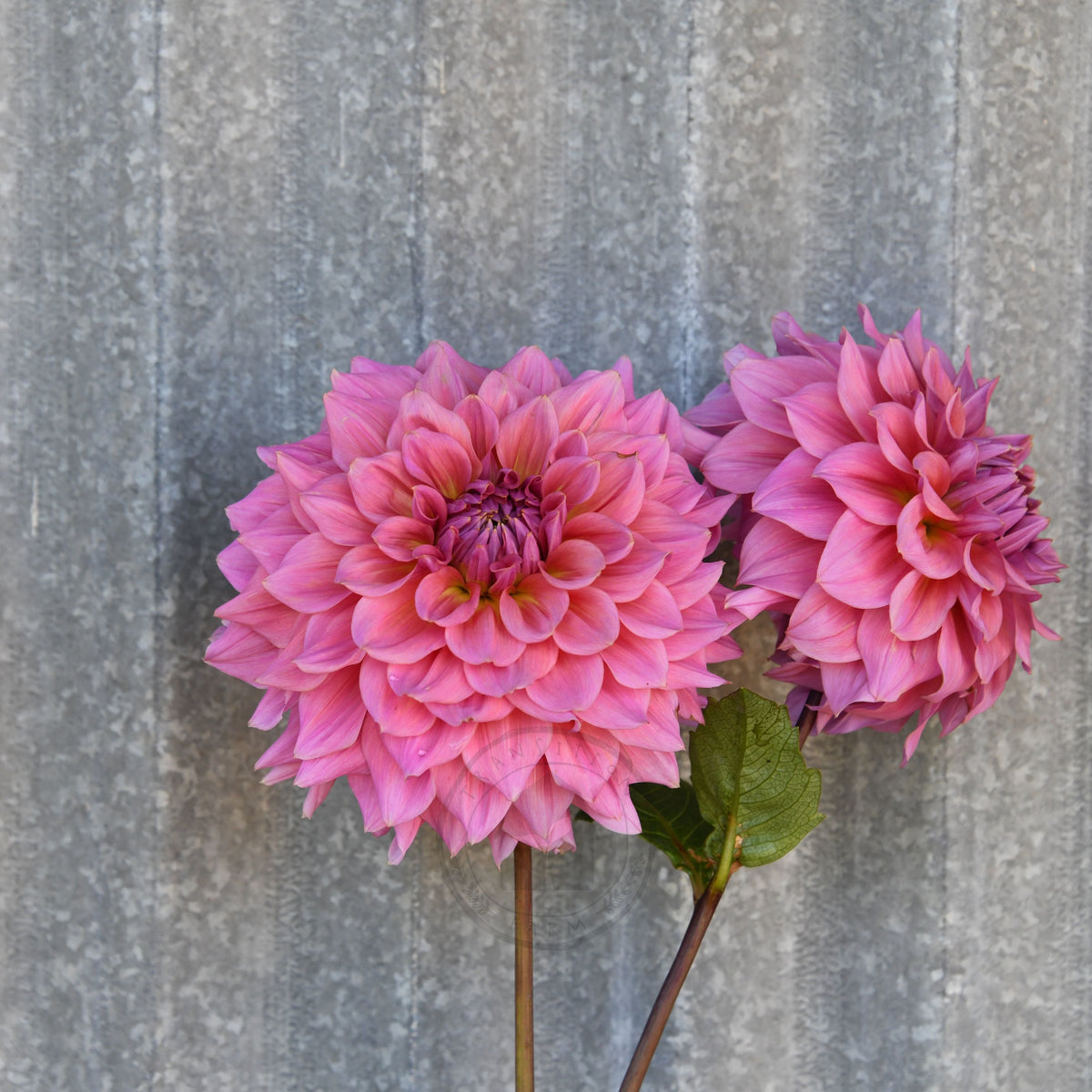 Dahlia 'Formby Monarch'