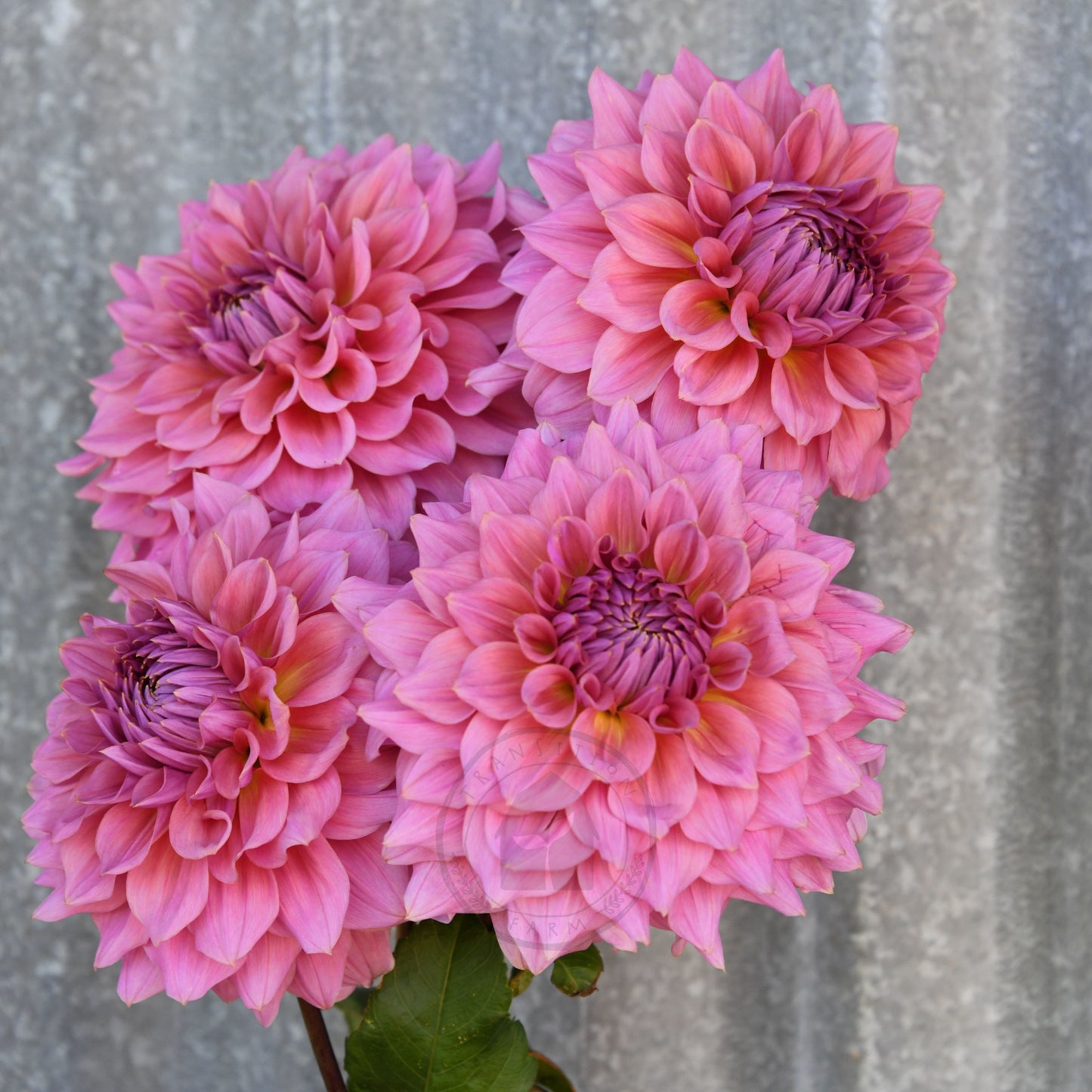 Dahlia 'Formby Monarch'