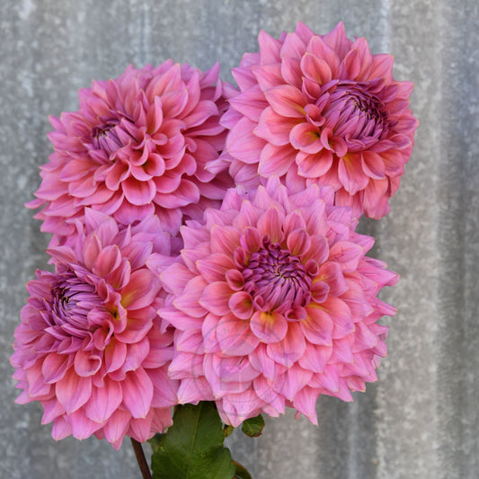 Dahlia 'Formby Monarch'
