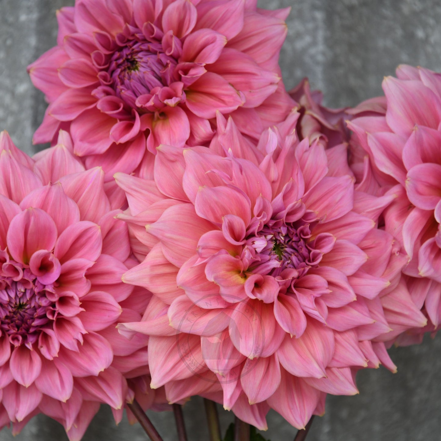 Dahlia 'Formby Monarch'