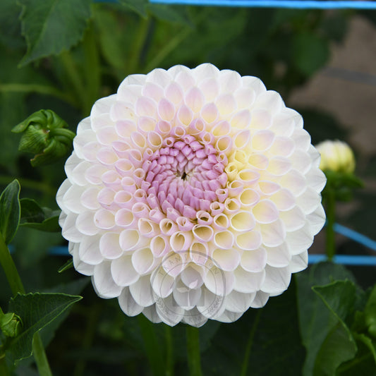 Dahlia 'Formby Pearl'