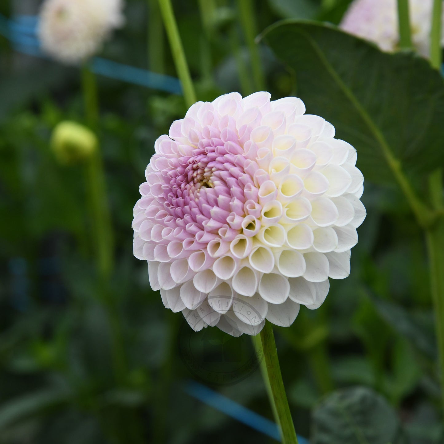 Dahlia 'Formby Pearl'