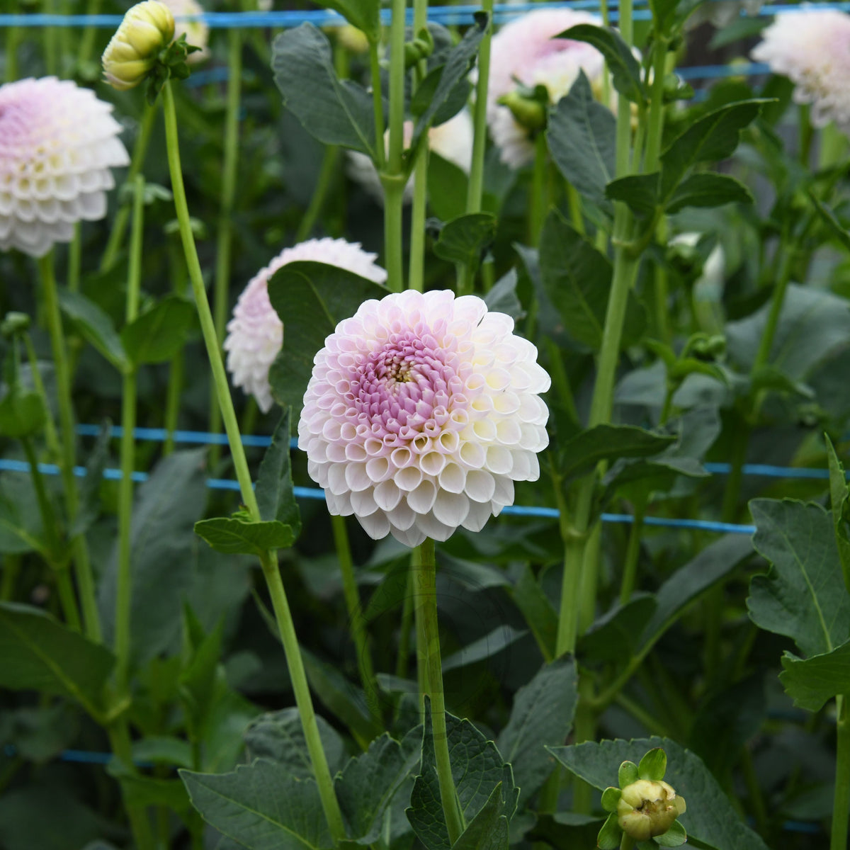Dahlia 'Formby Pearl'