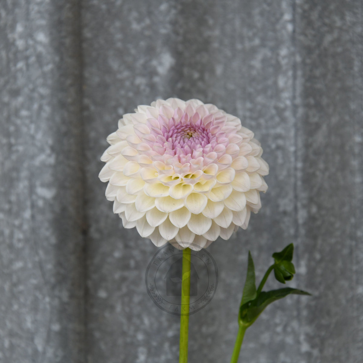 Dahlia 'Formby Pearl'