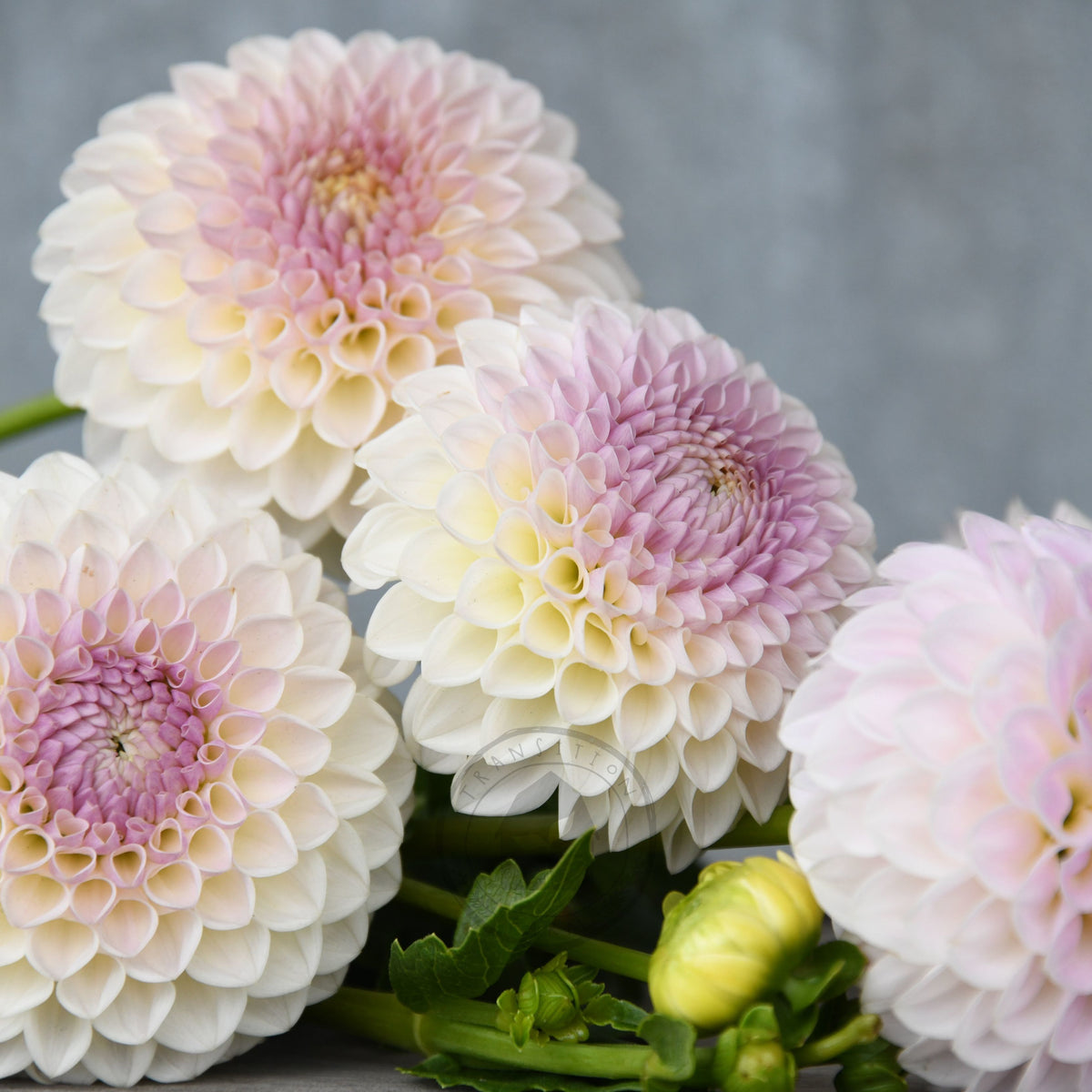 Dahlia 'Formby Pearl'