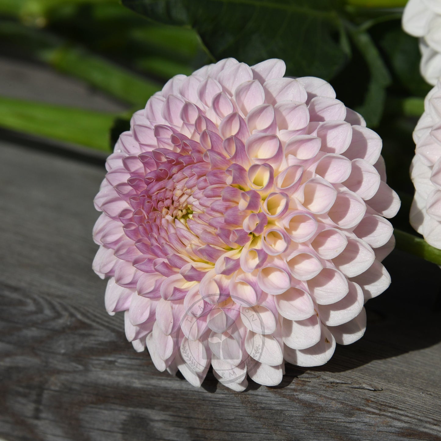 Dahlia 'Formby Pearl'