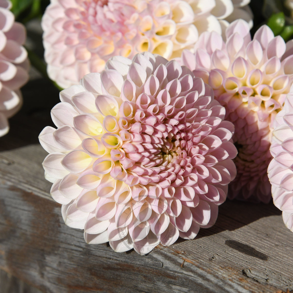 Dahlia 'Formby Pearl'