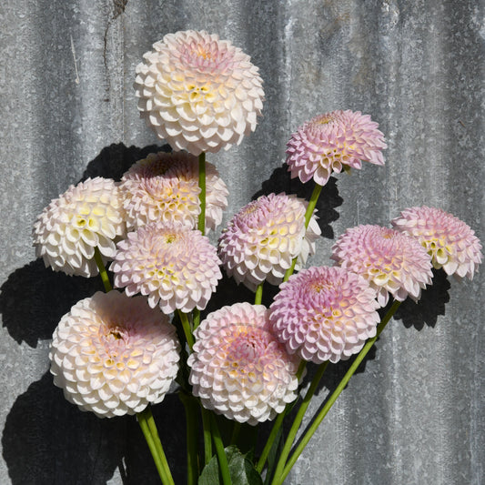 Dahlia 'Formby Pearl'