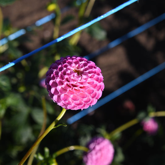 Dahlia 'Frank Holmes'