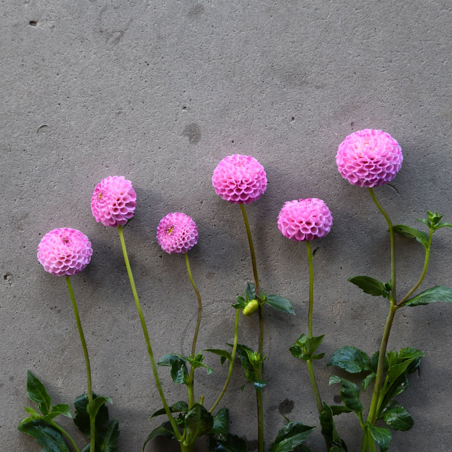 Dahlia 'Frank Holmes'