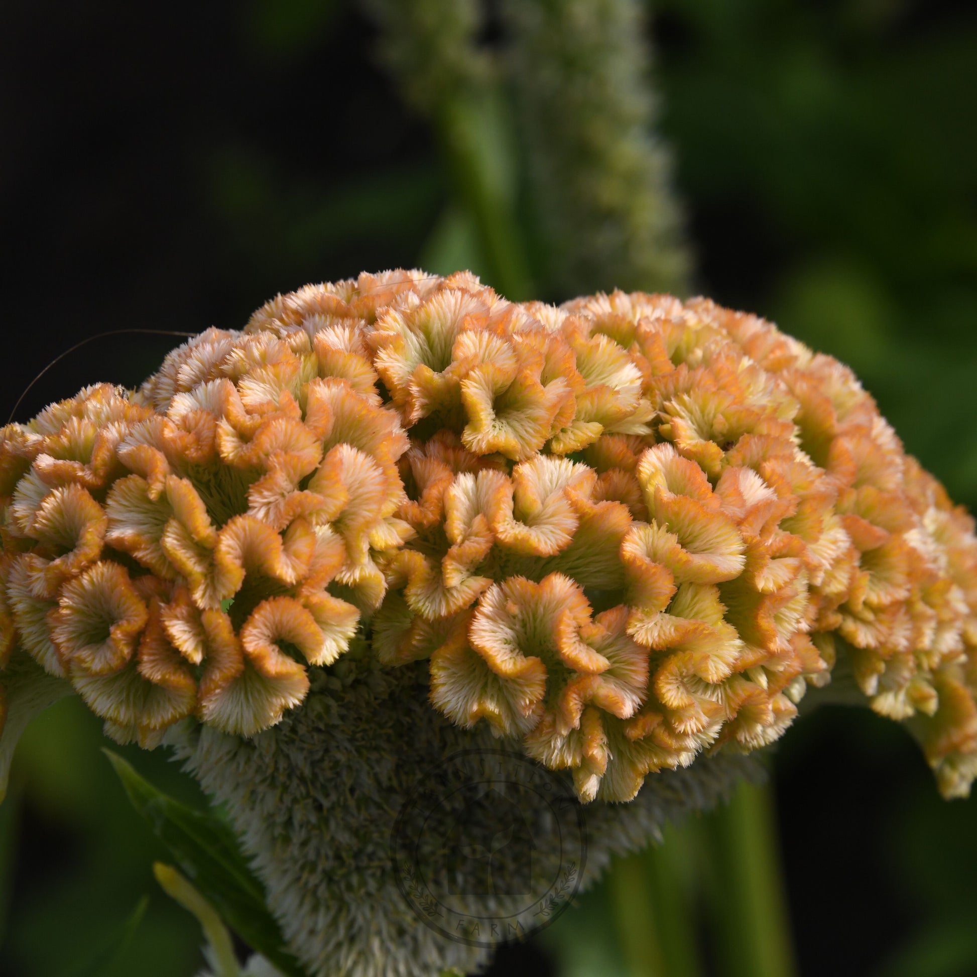 Close-up of a unique flower with a textured surface and soft focus background
