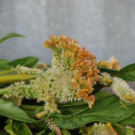 Close-up of a plant with green leaves and orange-brown flowers against a blurred background