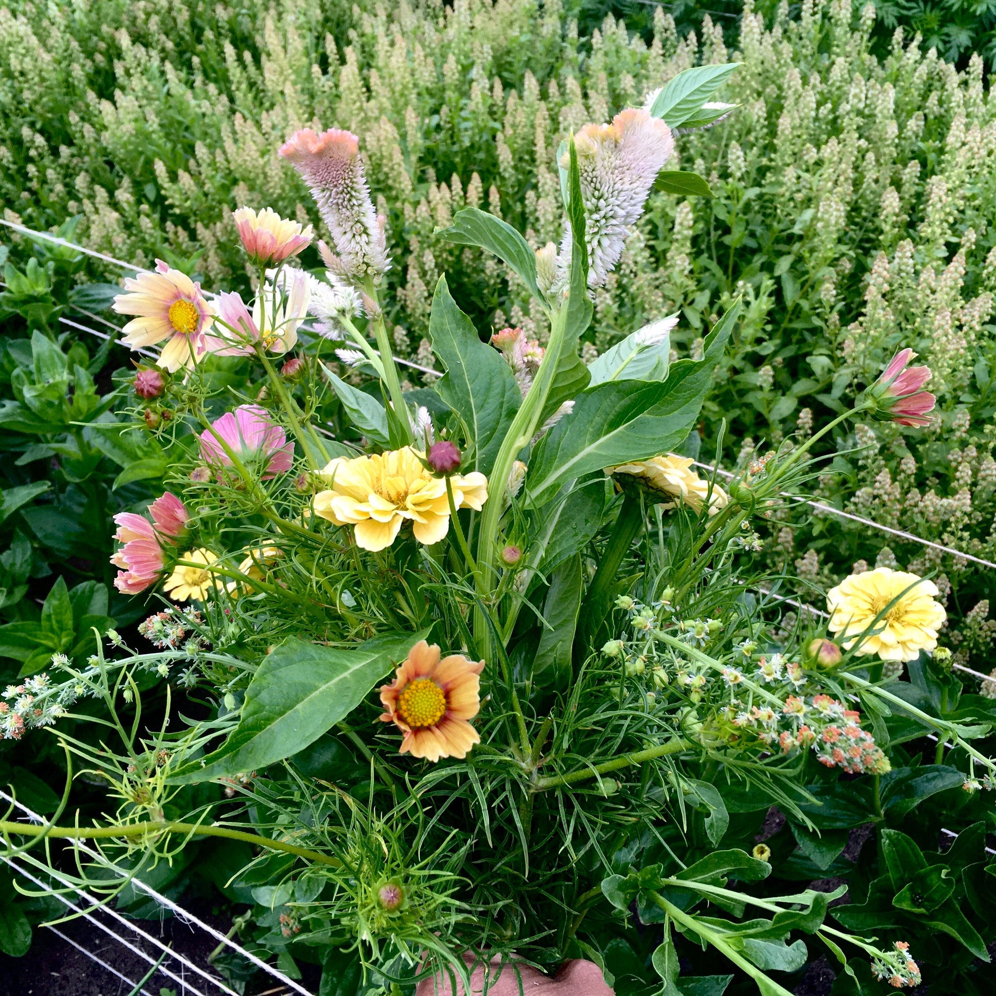 Bouquet of flowers held by a person with greenery in the background
