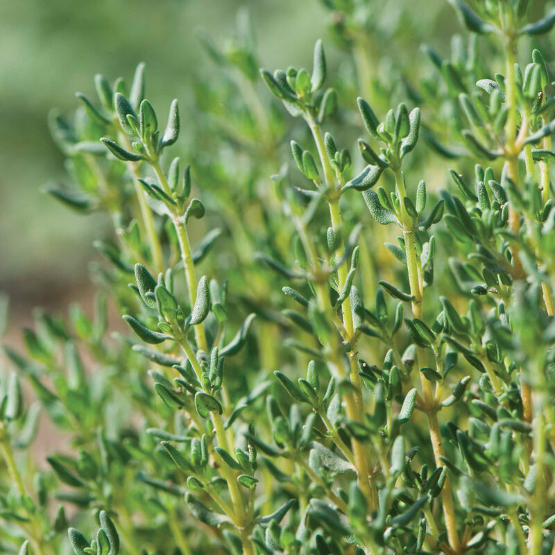 Thyme 'German Winter'