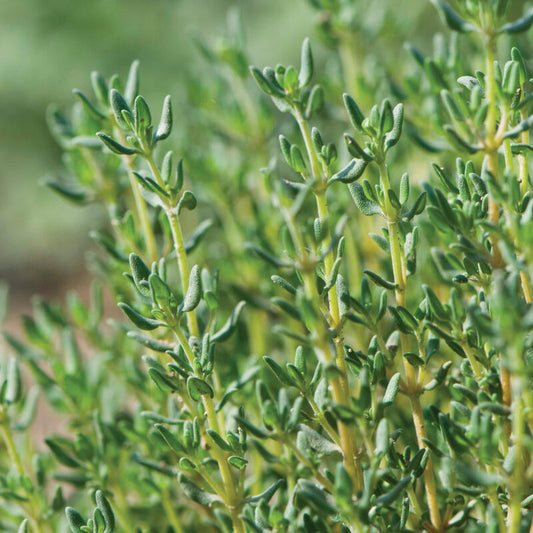 Thyme 'German Winter'